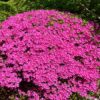 Azalea 'Judge Solomon' - Image 2
