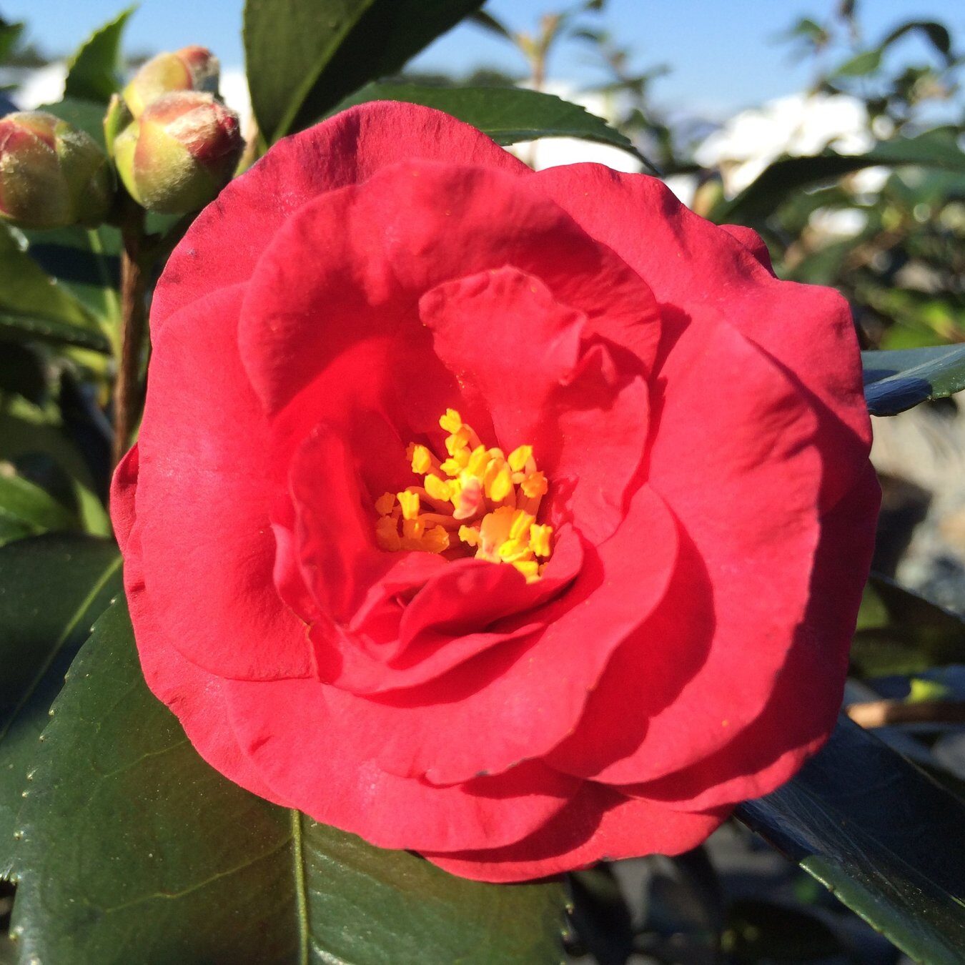 Camellia Hot Flash.