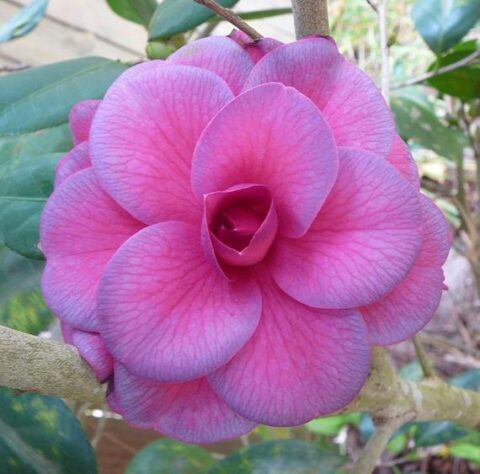 Camellia Japonica ‘purple Dawn’ 