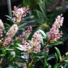 Cliftonia monophylla 'Chipolo Pink'