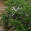 Cliftonia monophylla 'Chipolo Pink' - Image 2