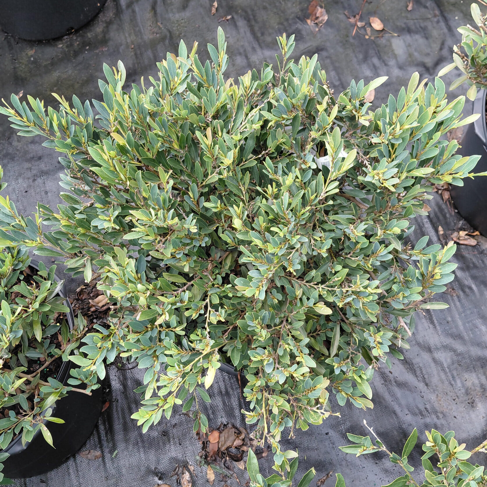Distylium 'PIIDIST-V' (Cinnamon Girl®)
