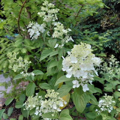 Hydrangea paniculata Fire Light®
