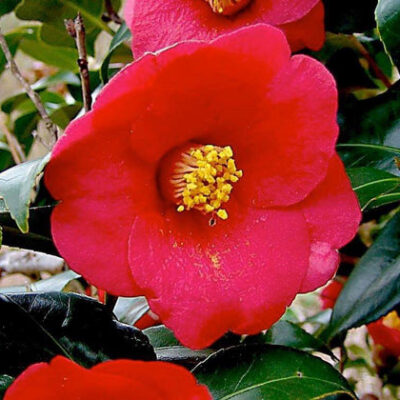 Camellia japonica 'Korean Fire'