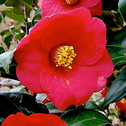Camellia japonica 'Korean Fire'