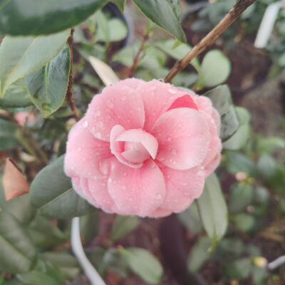 Camellia japonica 'LA Peppermint'
