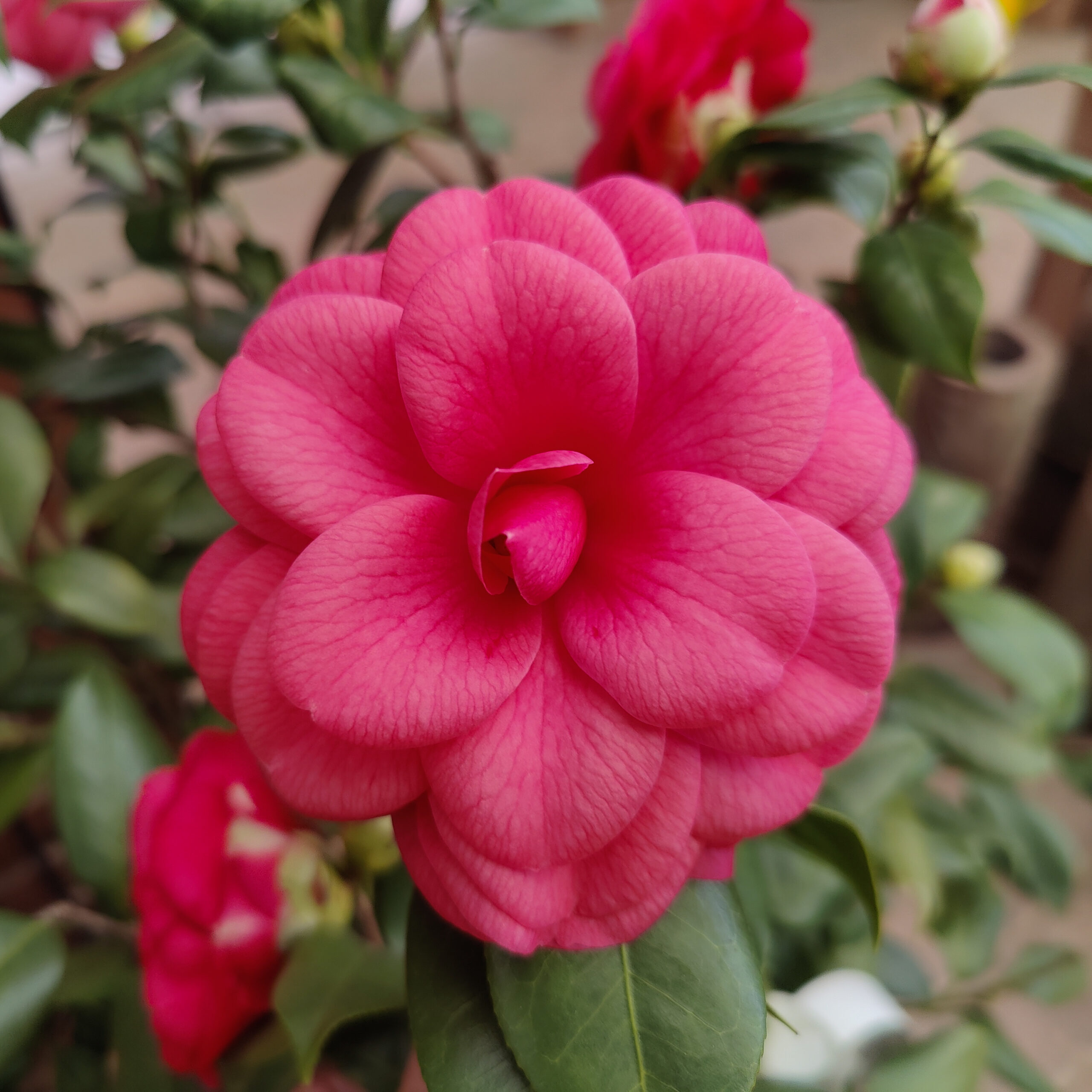 Camellia japonica 'Purple Dawn'