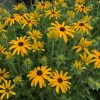 Rudbeckia x 'Glitters Like Gold'