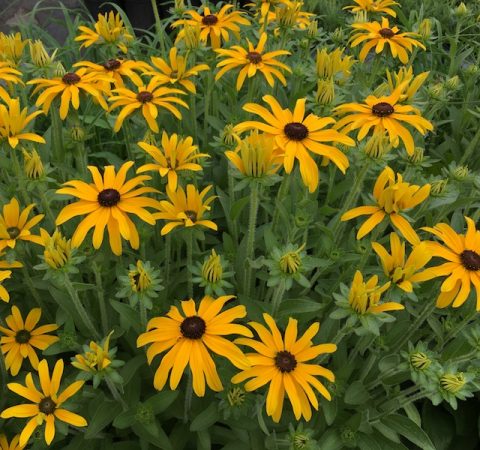 Rudbeckia x ‘Glitters Like Gold’ | Kiefer Nursery: Trees, Shrubs ...