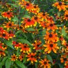 Rudbeckia triloba 'Prairie Glow'