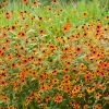 Rudbeckia triloba 'Prairie Glow' - Image 2