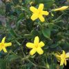 Chrysojasminum floridum