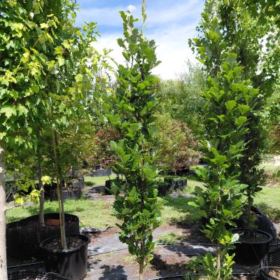 Quercus x 'Nadler' (Kindred Spirit)