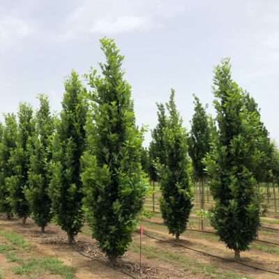 Quercus x 'Nadler' (Kindred Spirit)