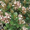Rhaphiolepis indica 'Spring Sonata'