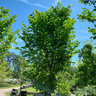 Ulmus americana 'Princeton'