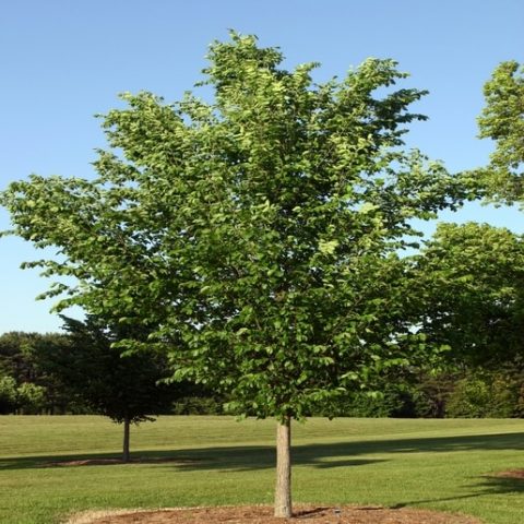 Ulmus americana ‘Princeton’ | Kiefer Nursery: Trees, Shrubs, Perennials