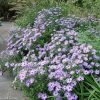 Aster (Symphyotrichum) oblongifolium 'Raydon's Favorite' - Image 2