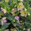 Helleborus Honeymoon(TM) 'Tropical Sunset' - Image 2