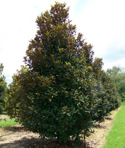 Magnolia grandiflora ‘Claudia Wannamaker’ | Kiefer Nursery: Trees ...