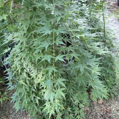 Acer palmatum 'Ryusen'