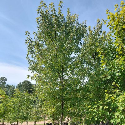 Acer x freemanii 'Sienna Glen®'
