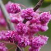 Cercis x 'Pink Pom Poms'