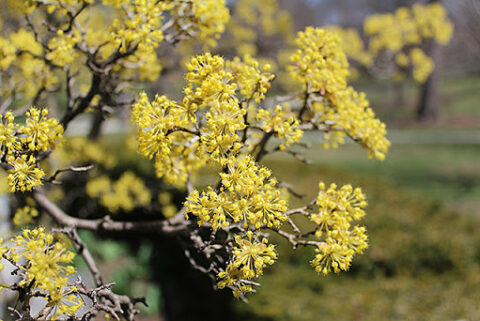 Cornus mas ‘Variegata’ | Kiefer Nursery: Trees, Shrubs, Perennials