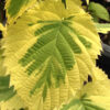 Davidia involucrata 'Lady Sunshine'