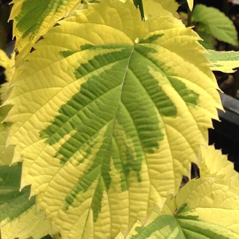 Davidia involucrata ‘Lady Sunshine’ | Kiefer Nursery: Trees, Shrubs