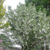 Davidia involucrata 'Lady Sunshine' - Image 2