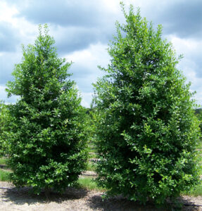 Ilex x attenuata ‘Eagleston’ | Kiefer Nursery: Trees, Shrubs, Perennials