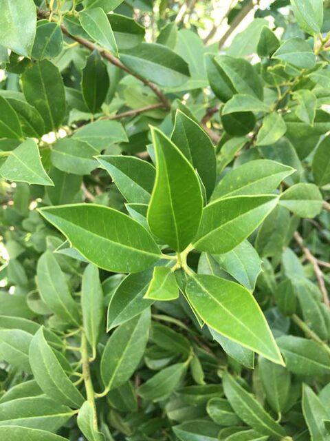 Ilex x attenuata ‘Eagleston’ | Kiefer Nursery: Trees, Shrubs, Perennials