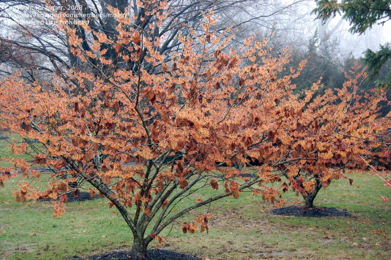 Hamamelis x intermedia 'Jelena' | Kiefer Nursery: Trees, Shrubs, Perennials