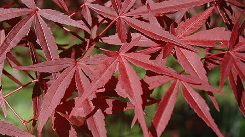 Acer palmatum ‘Beni Otake’ | Kiefer Nursery: Trees, Shrubs, Perennials