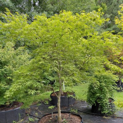 Acer palmatum 'Crimson Carole'