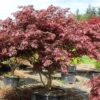 Acer palmatum 'Crimson Carole' - Image 2