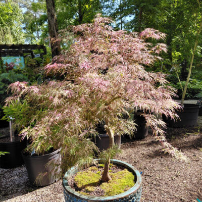 Acer palmatum var. dissectum 'Hana Matoi'