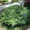 Acer palmatum 'Murasaki kiyohime' - Image 2