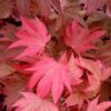 Acer palmatum 'Ruslyn in the Pink'