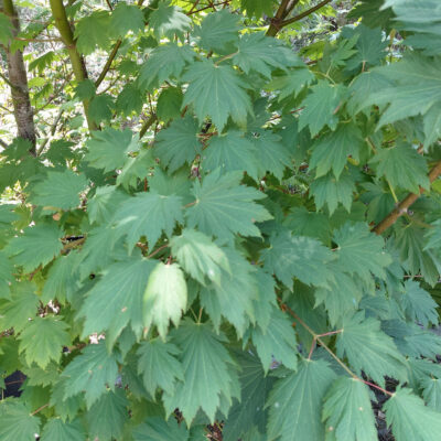 Acer japonicum 'Emmett's Pumpkin'