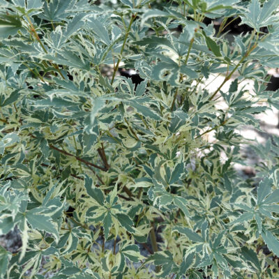 Acer palmatum 'Butterfly'