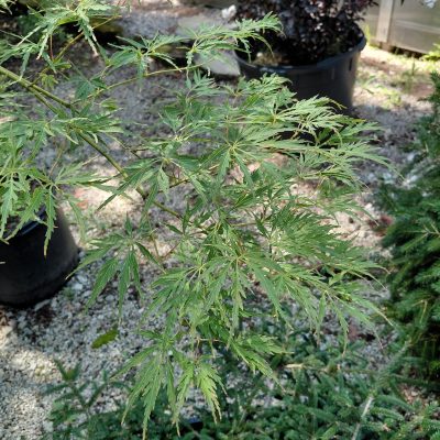 Acer palmatum var. dissectum 'Waterfall'