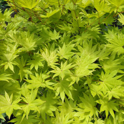 Acer shirasawanum 'Moonrise'