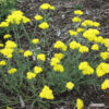 Achillea millefolium 'Little Moonshine' - Image 2