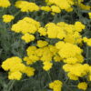Achillea millefolium 'Little Moonshine'