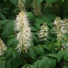 Aesculus parviflora