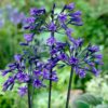 Agapanthus x 'Back in Black'