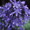 Agapanthus comptonii 'Headbourne Hybrids'