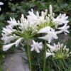 Agapanthus 'Polar Ice'